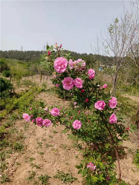 平阴牡丹玫瑰花苗