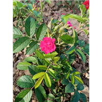 平阴雉红玫瑰花苗