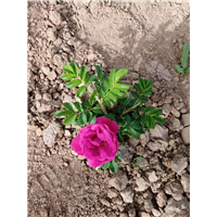 平阴新丰花玫瑰花苗