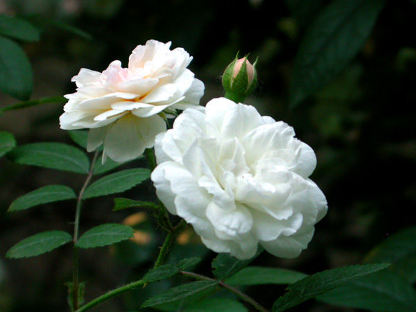 平阴重花白玫瑰  