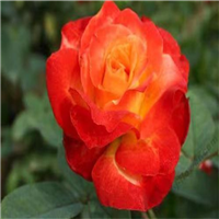 平阴丰花玫瑰花苗