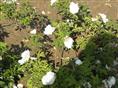 玫瑰苗种植基地-平阴1号玫瑰【平阴玫瑰苗圃】欢迎来电咨询 