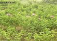 平阴玫瑰苗数量猛增【平阴玫瑰苗圃】欢迎来电咨询 