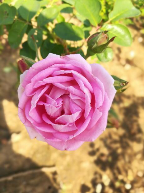 平阴丰花玫瑰苗木 