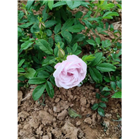 粉丰花玫瑰