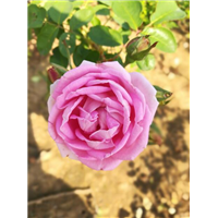 平阴丰花玫瑰苗木 