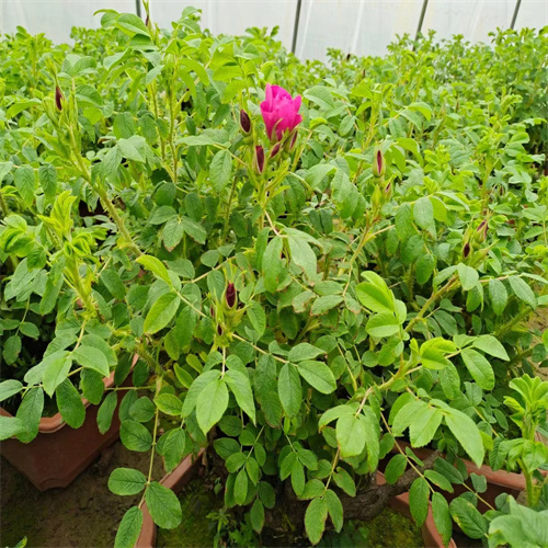 平阴丰花玫瑰花苗
