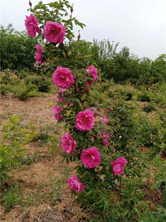 平阴新传统玫瑰