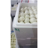 临汾市蘑菇销售