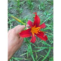 红花萱草 
