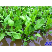 泽泻
