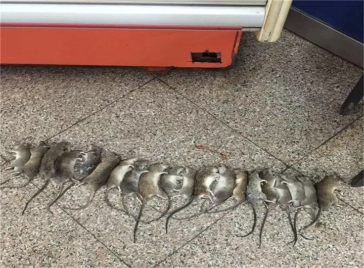 襄阳灭老鼠价格