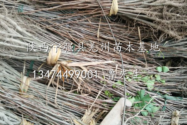 批发银杏小苗/陕西银杏小苗出售/陕西**质银杏小苗供应 