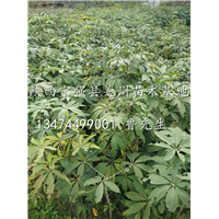 陕西七叶树小苗|陕西大量供应七叶树小苗|汉中七叶树小苗种植场 