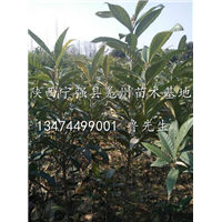 出售枇杷苗/陕西枇杷苗/陕西