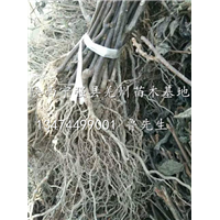 猕猴桃苗/陕西猕猴桃苗批发/陕西省猕猴桃苗木繁育中心 
