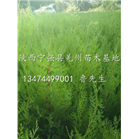 侧柏
