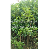 桂花树苗