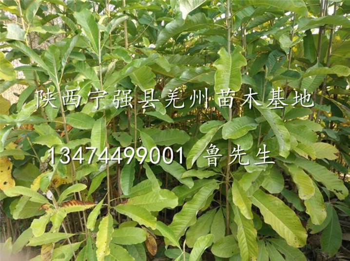 供应厚朴苗/陕西厚朴苗/陕西汉中大量厚朴苗出售 