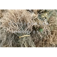 陕西猕猴桃苗|陕西猕猴桃苗哪家好|陕西汉中猕猴桃苗供应商 