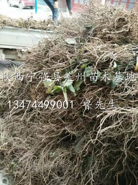 陕西猕猴桃苗@汉中猕猴桃苗批发@供应猕猴桃苗@陕西苗木基地 