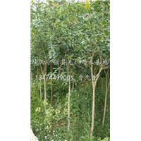 桂花树苗