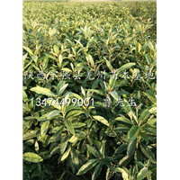 供应优质枇杷苗（量大）-陕西枇杷苗价格-陕西汉中枇杷苗批发商 