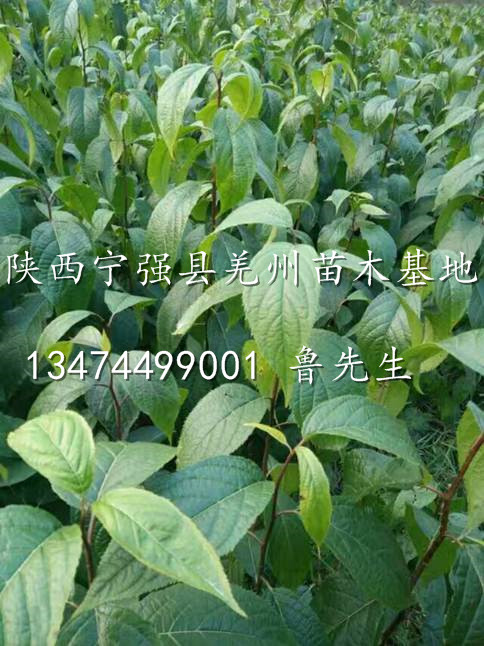杜仲苗