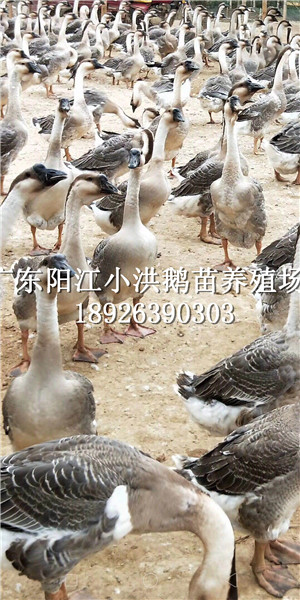 黎塘鹅苗