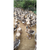 大白沙鹅苗批发电话 