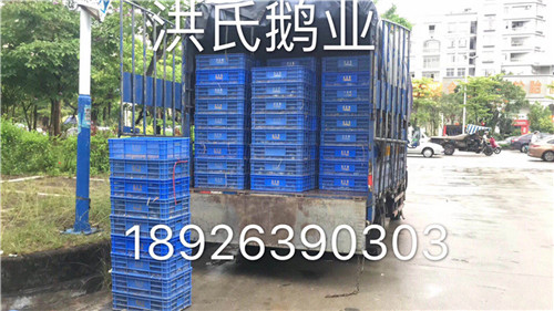 广东大白沙鹅苗