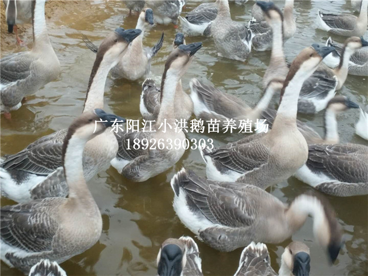 广东大白沙鹅苗