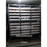 大白沙鹅苗订购热线 