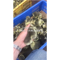 大白沙鹅苗