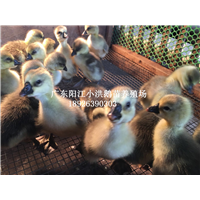 广东白沙杂鹅苗