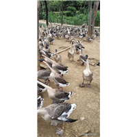 阳江江城大白沙鹅苗养殖场 