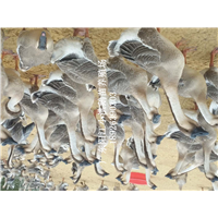 阳江杂鹅苗