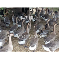 阳江岗侨大白沙鹅苗批发价格 