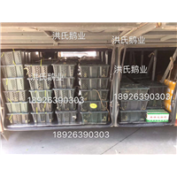 阳江海陵大白沙鹅苗供应商