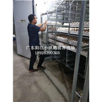 广东大白沙鹅苗批发