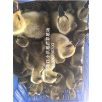 阳江大白沙鹅苗价格