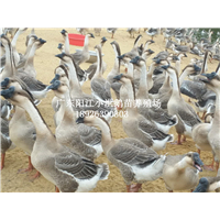 阳江杂鹅苗批发