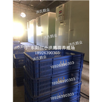 阳江大白沙鹅苗