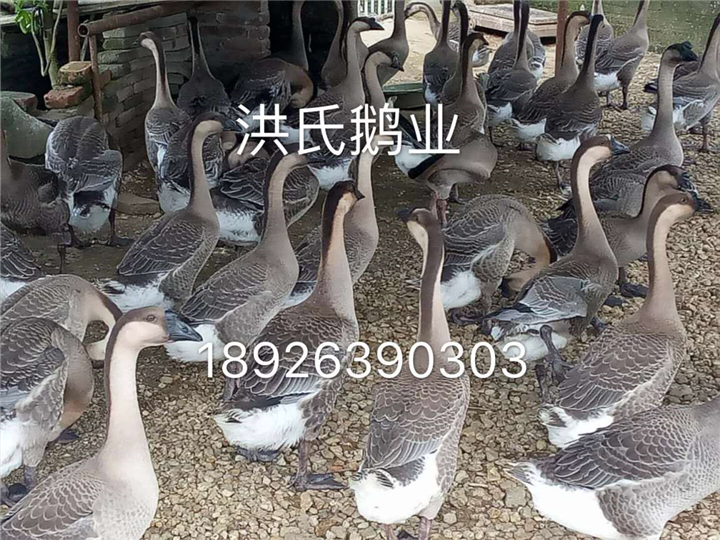 阳江岗侨大白沙鹅苗批发价格 