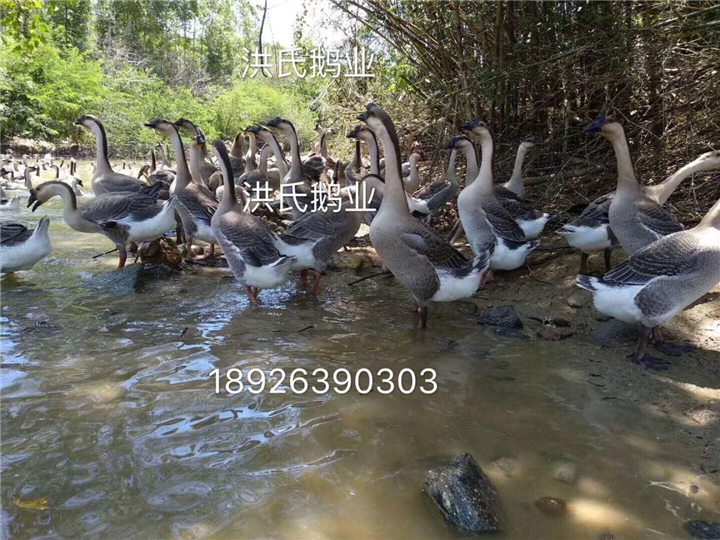 阳江江城大白沙鹅苗养殖 