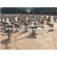 阳江杂鹅苗
