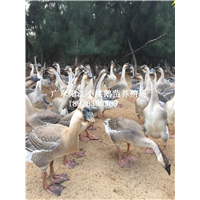 广东阳江大白沙鹅苗批发
