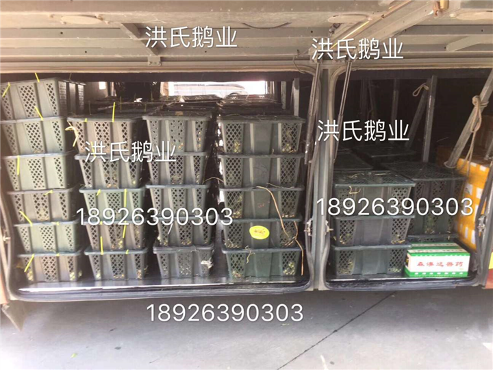 阳江海陵大白沙鹅苗供应商 