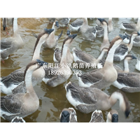 广东大白沙鹅苗