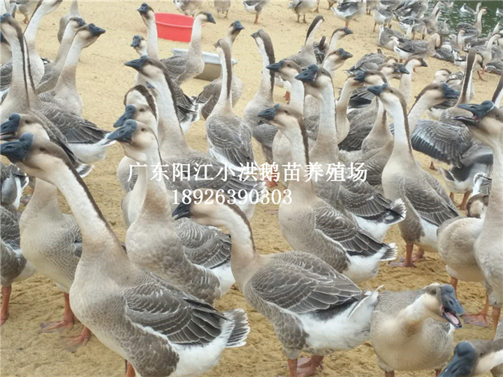 阳江杂鹅苗批发